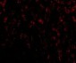 OMI Antibody